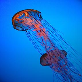 PASS - Energie-c-Chee-Onn Leong PASS - Energie-c-Chee-Onn Leong