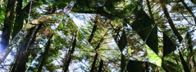 Editos (C) Michel de Broin